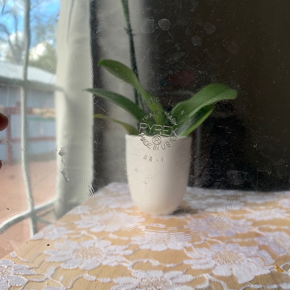 Pyrex plates - Picture 13 of 13